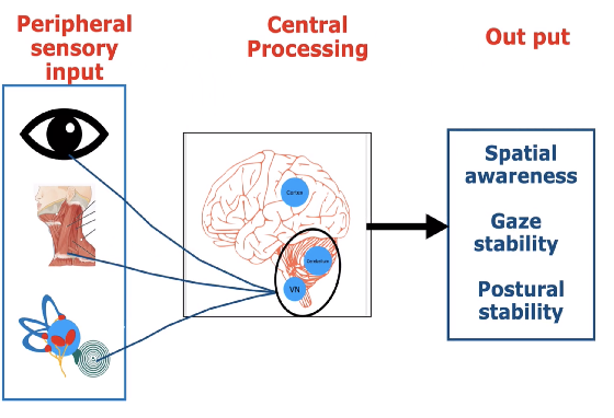 Multi-Sensory Balance Control