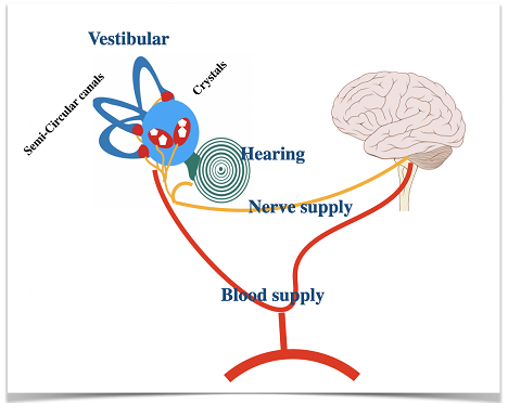 Vestibular System